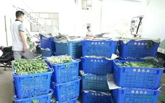 专业餐饮管理一体化服务 从农产品配送到食堂承包的全面解决方案